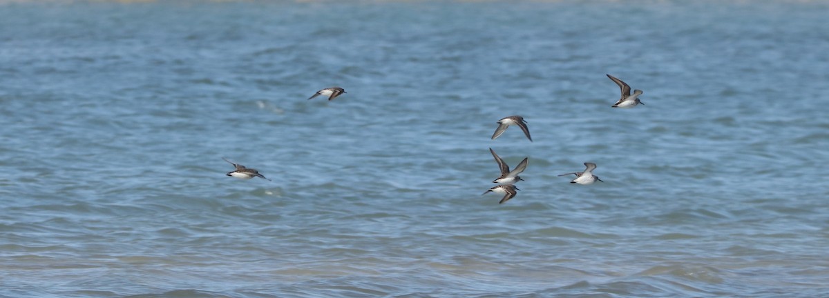 Bergstrandläufer - ML566160171