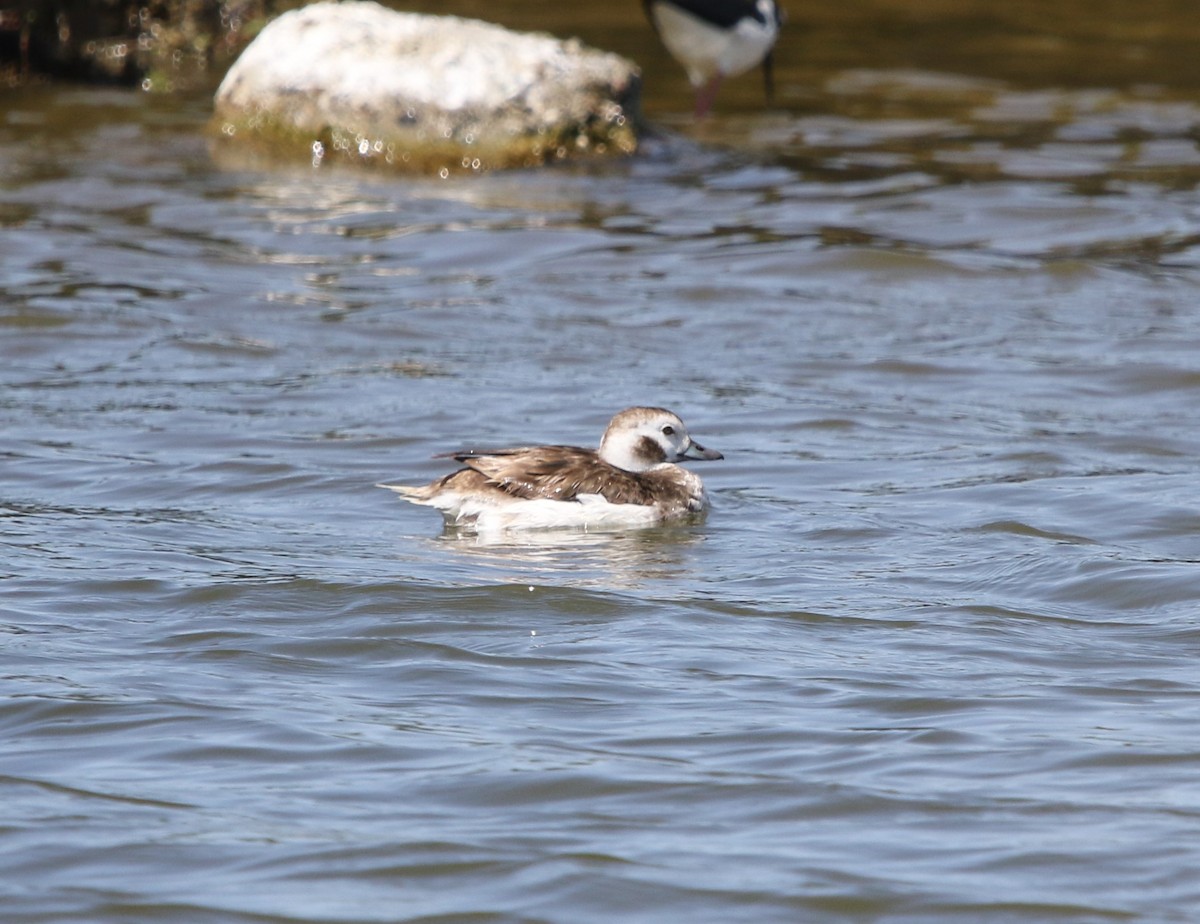 Long-tailed Duck - ML566160831