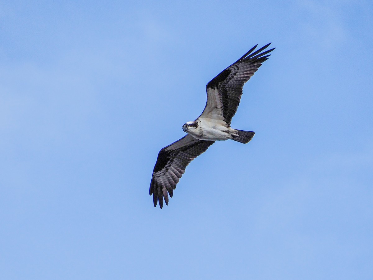 Osprey - Jacques Brisson