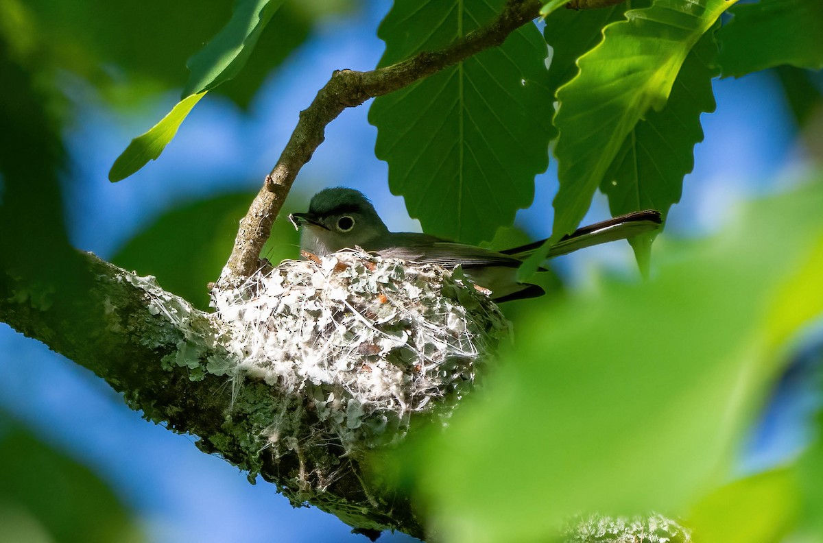 Blue-gray Gnatcatcher - ML566162491