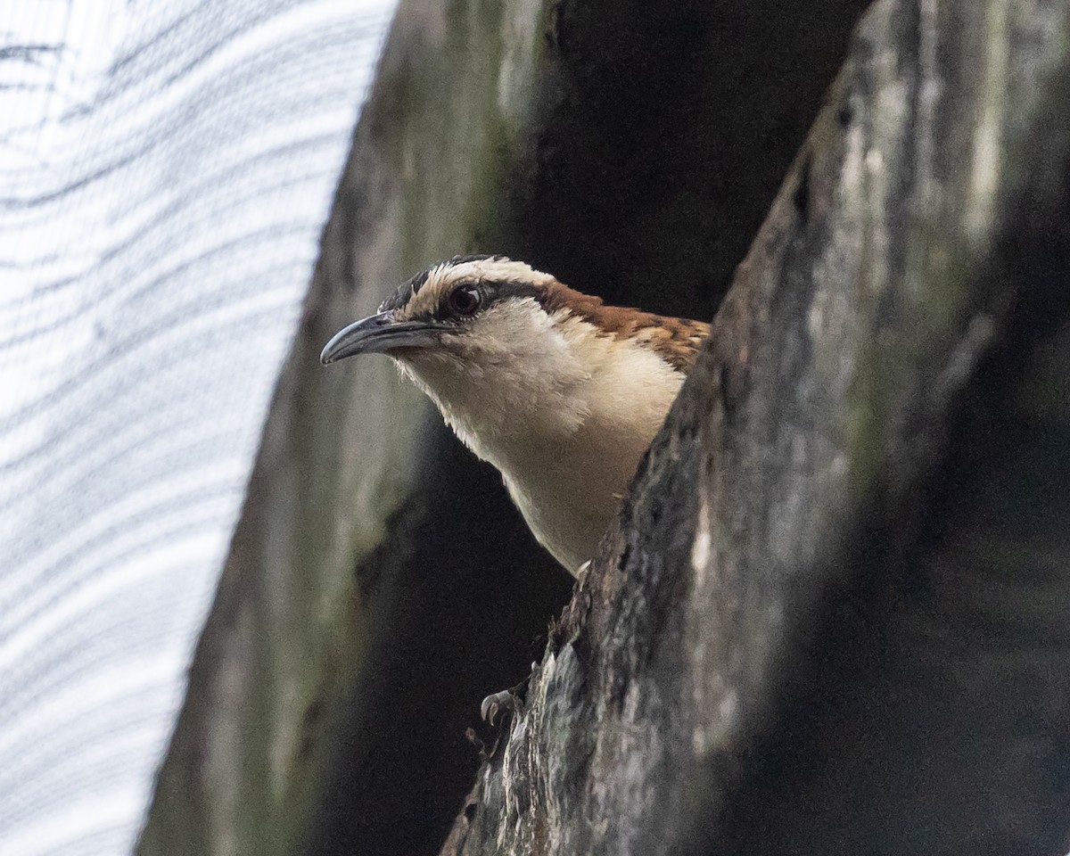 Rufous-backed Wren - Trevor Sleight