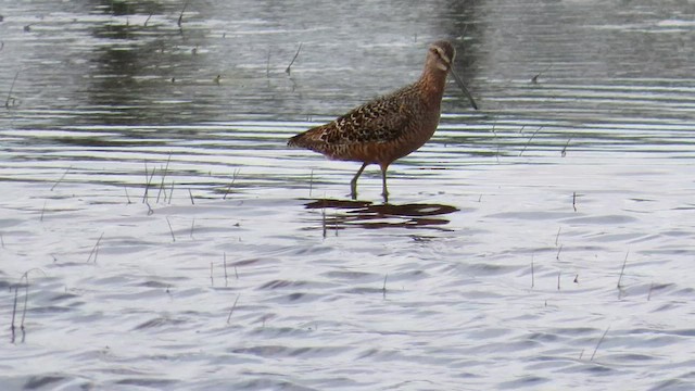 langnebbekkasinsnipe - ML566162651