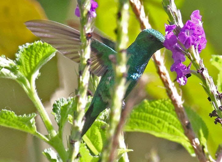 Gartensmaragdkolibri - ML566162941