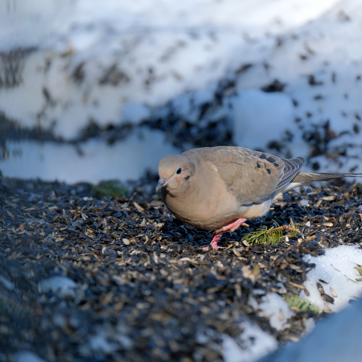 Mourning Dove - Jean-Marc Emery