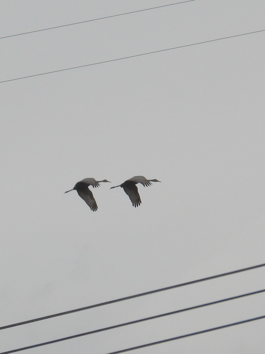 Sandhill Crane - ML566165091