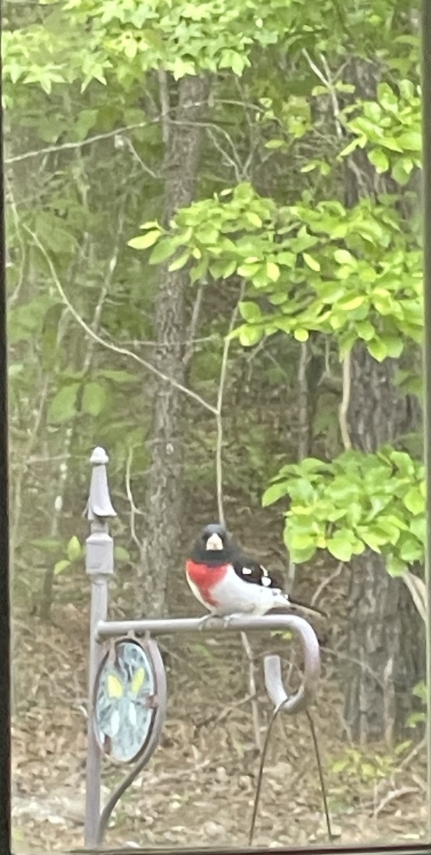 Rose-breasted Grosbeak - ML566165741