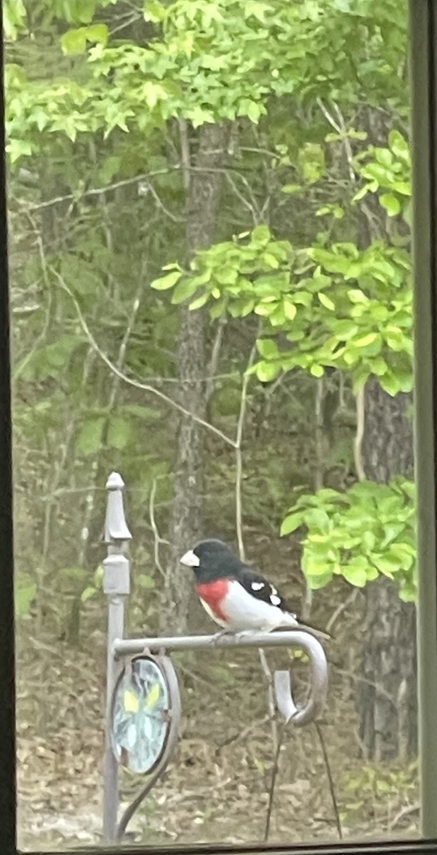 Rose-breasted Grosbeak - ML566165751