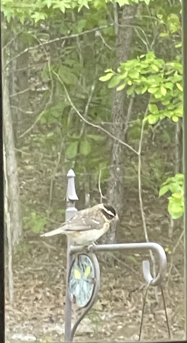 Rose-breasted Grosbeak - ML566165761