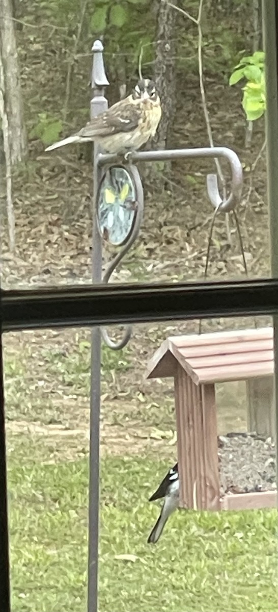 Rose-breasted Grosbeak - ML566165771