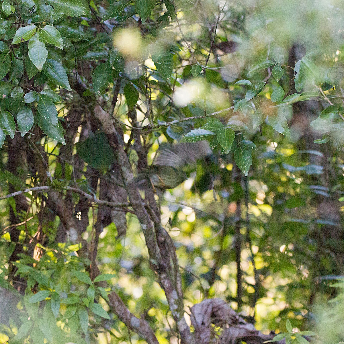 White-bearded Manakin - ML566166811