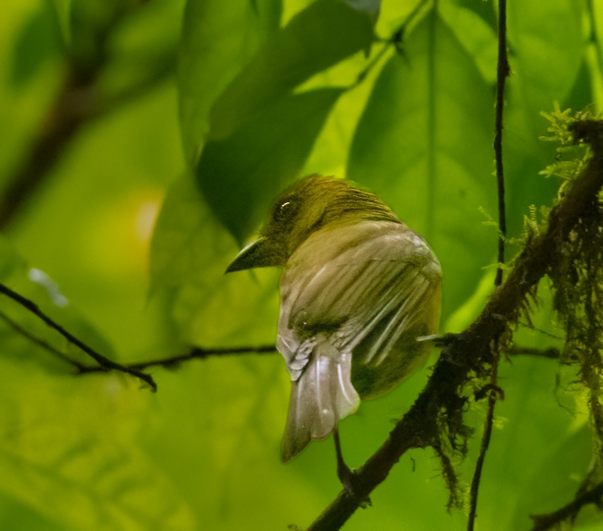 Carmiol's Tanager - Jim Merritt