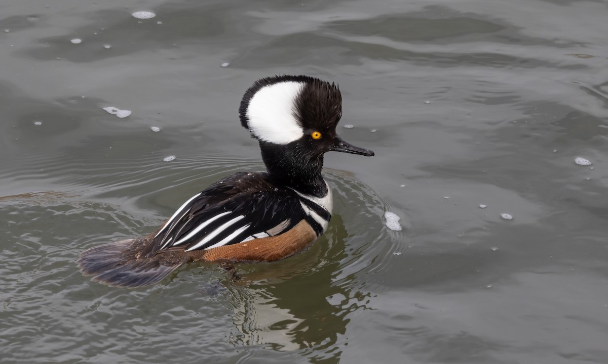 Hooded Merganser - ML566167171