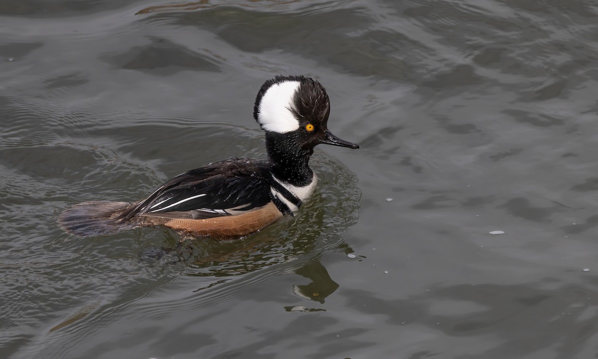 Hooded Merganser - ML566167181