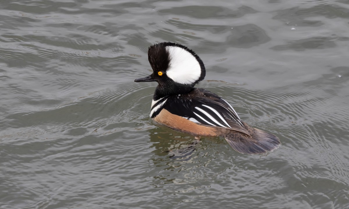 Hooded Merganser - Paul Fenwick