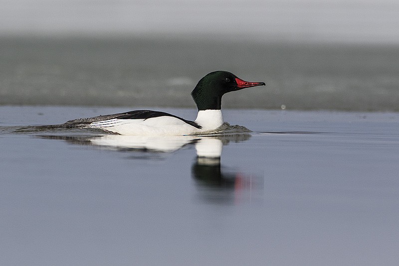 Common Merganser - Gerald Romanchuk