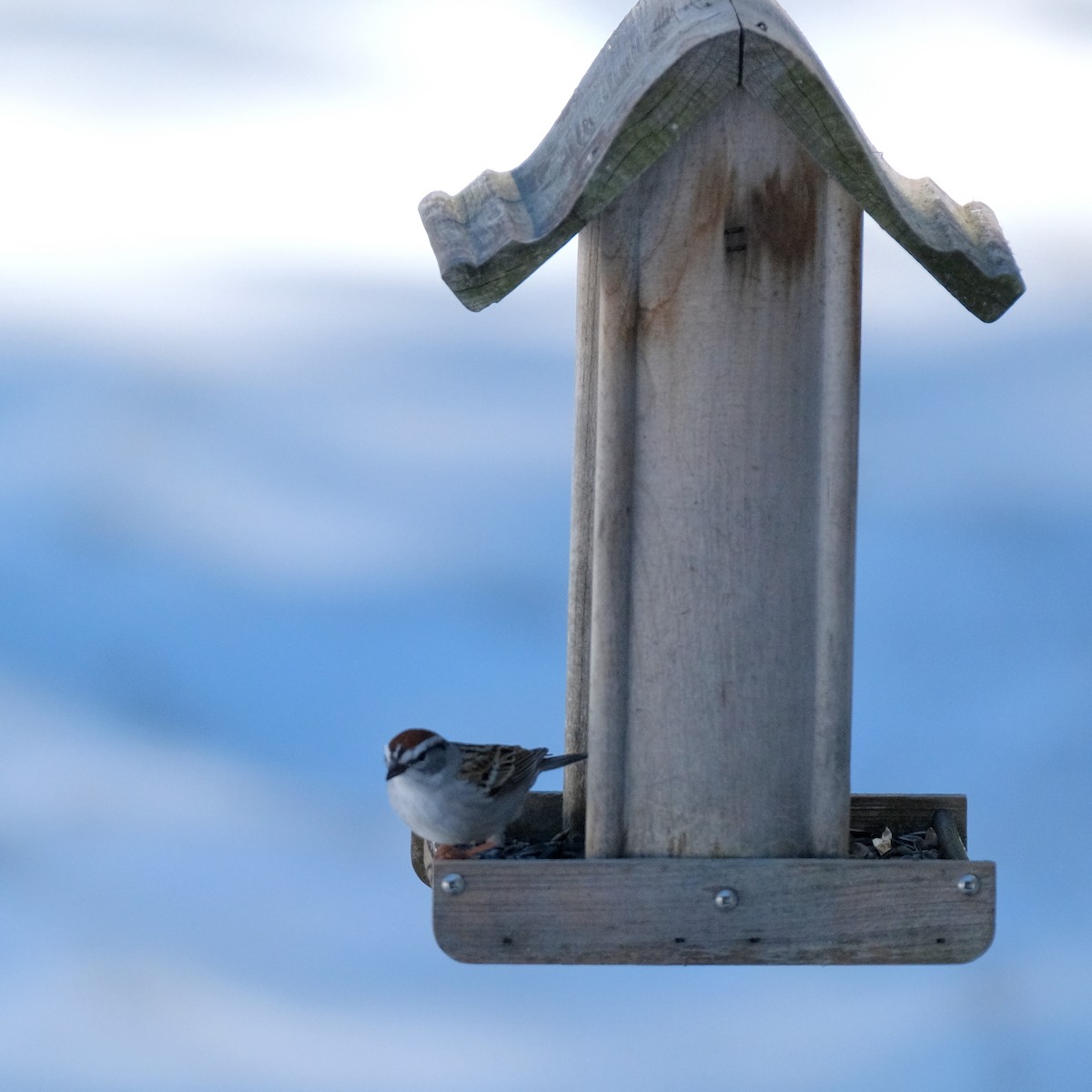 Chipping Sparrow - ML566168041