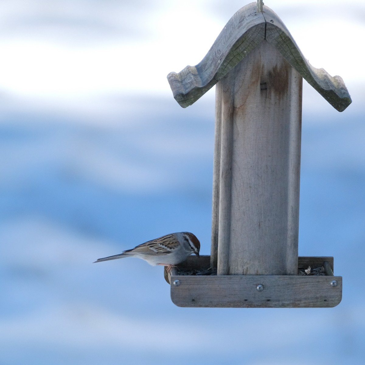 Chipping Sparrow - ML566168061