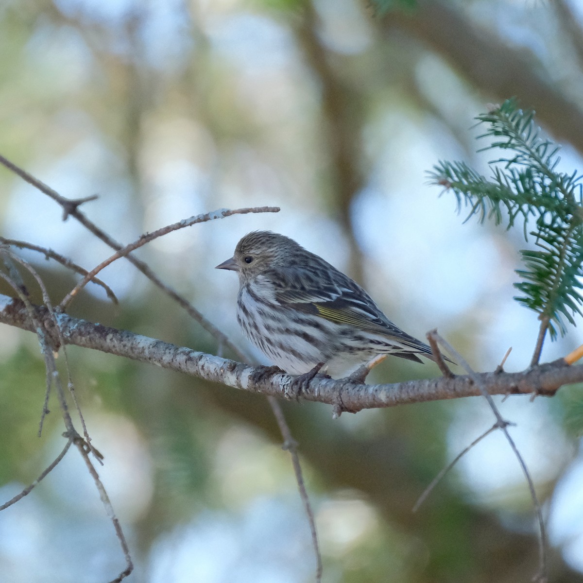 Pine Siskin - ML566169731