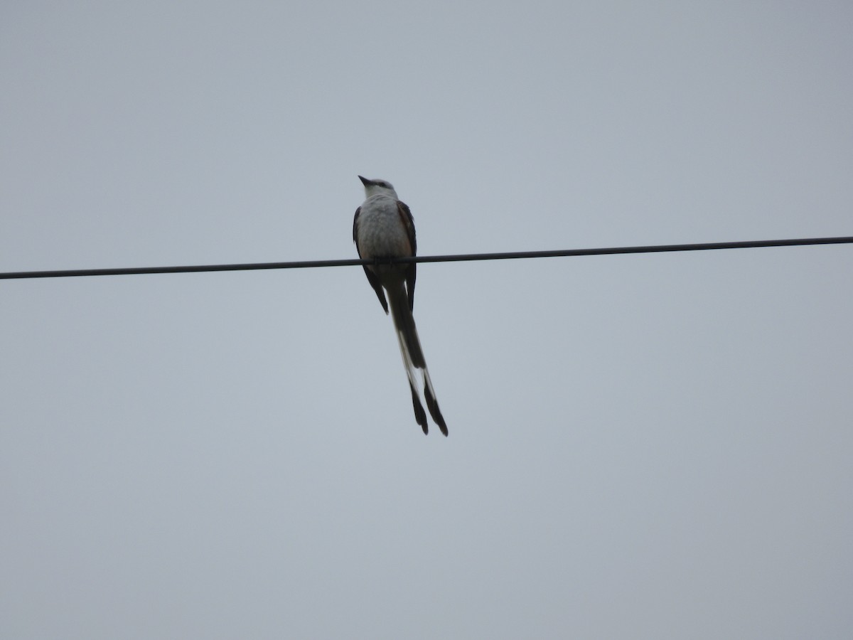 Scissor-tailed Flycatcher - H  Saunders