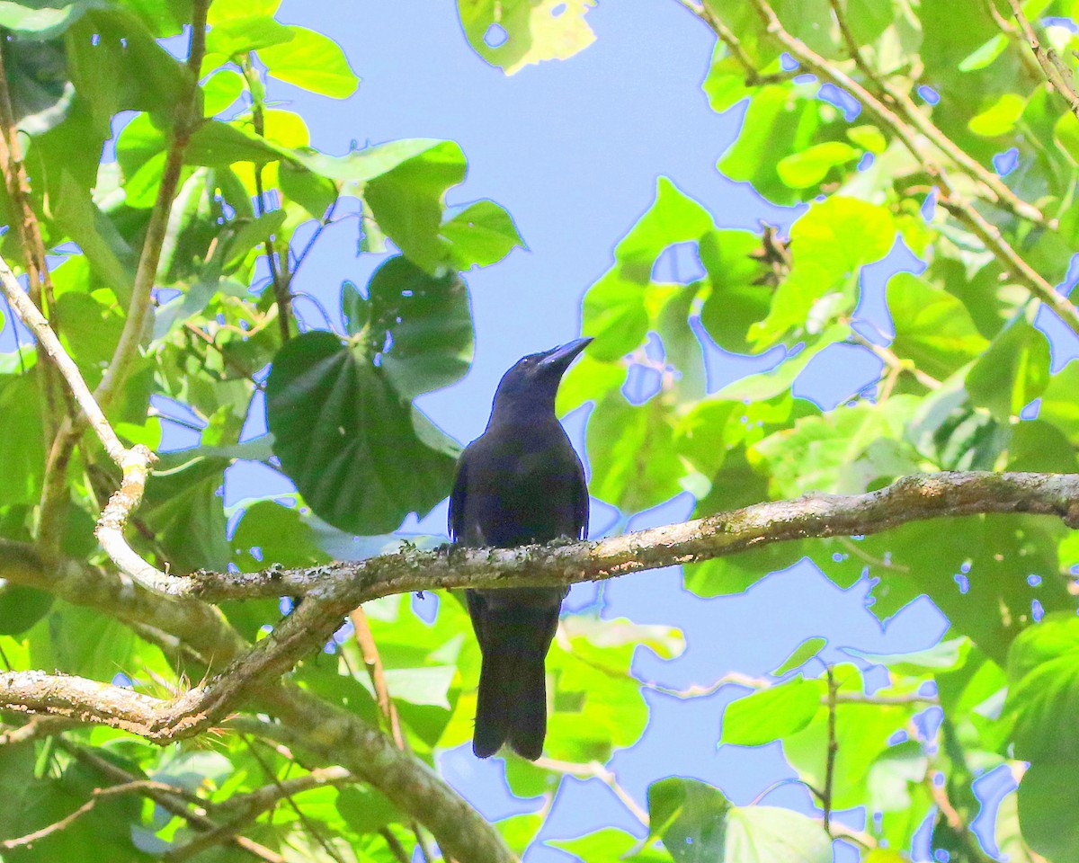 Jamaican Crow - ML566171391