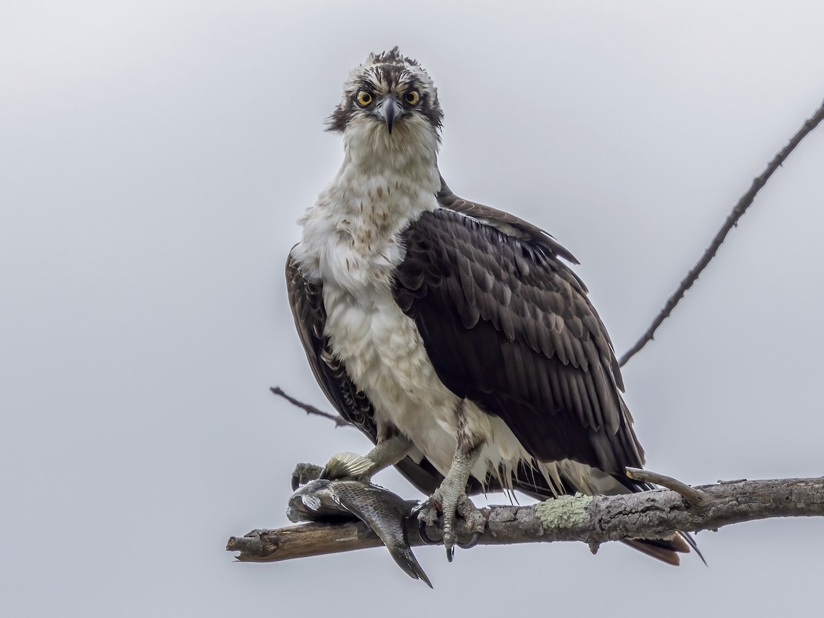 Osprey - ML566172021