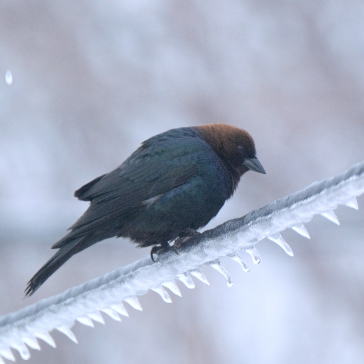 Brown-headed Cowbird - Jean-Marc Emery