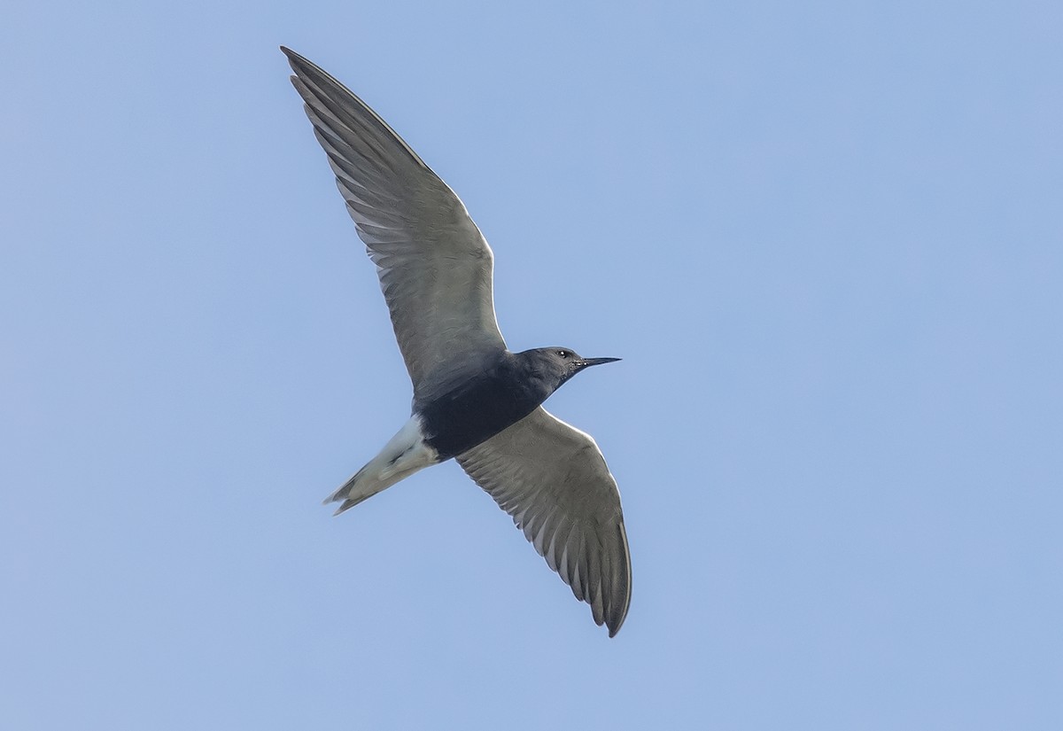 Black Tern - Jerry Ting