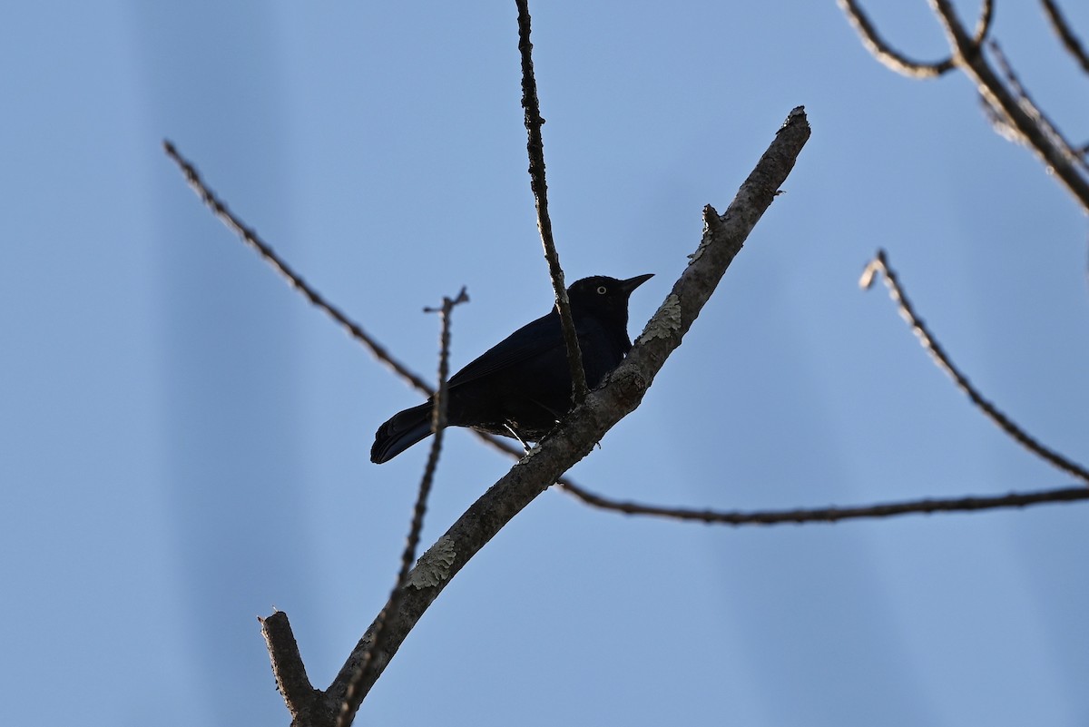 Rusty Blackbird - ML566177411