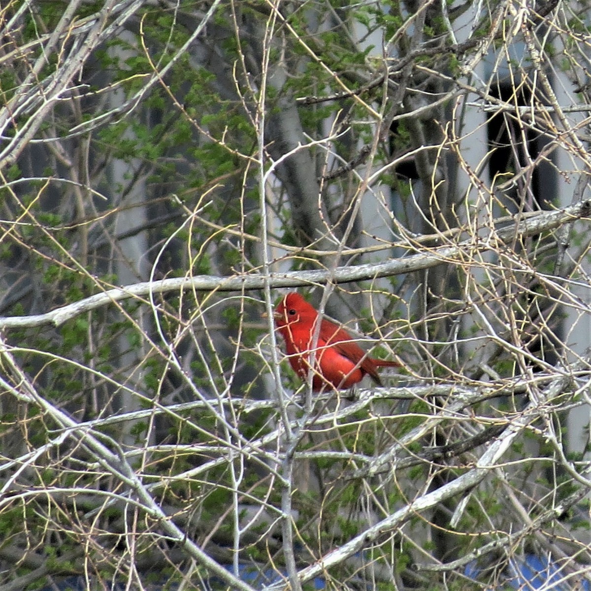Summer Tanager - ML566178381