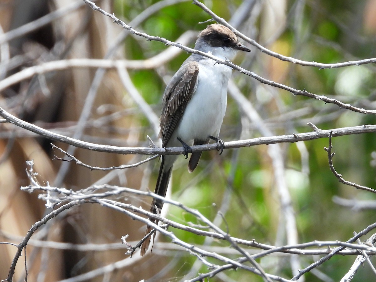 Fork-tailed Flycatcher - Glenda Tromp