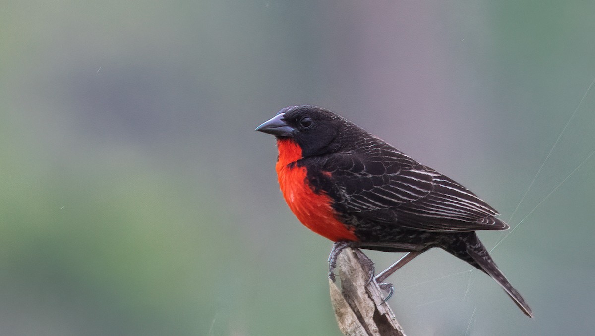 Red-breasted Meadowlark - ML566178961