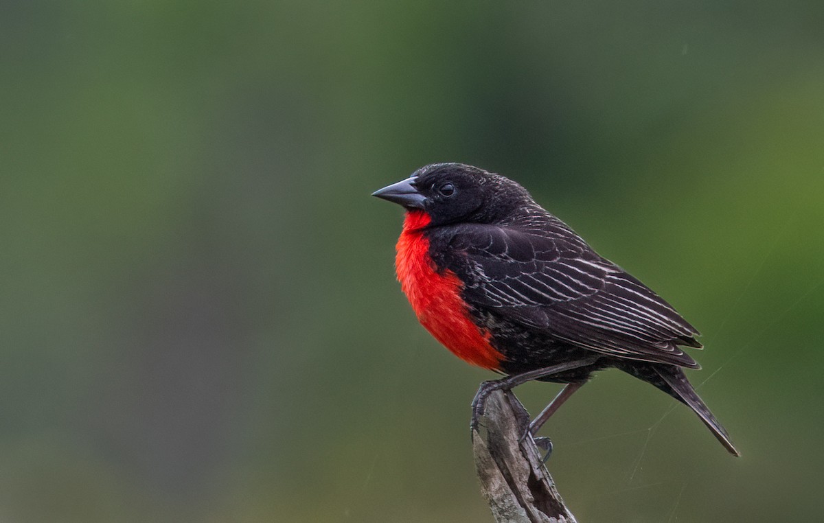 Red-breasted Meadowlark - ML566178971