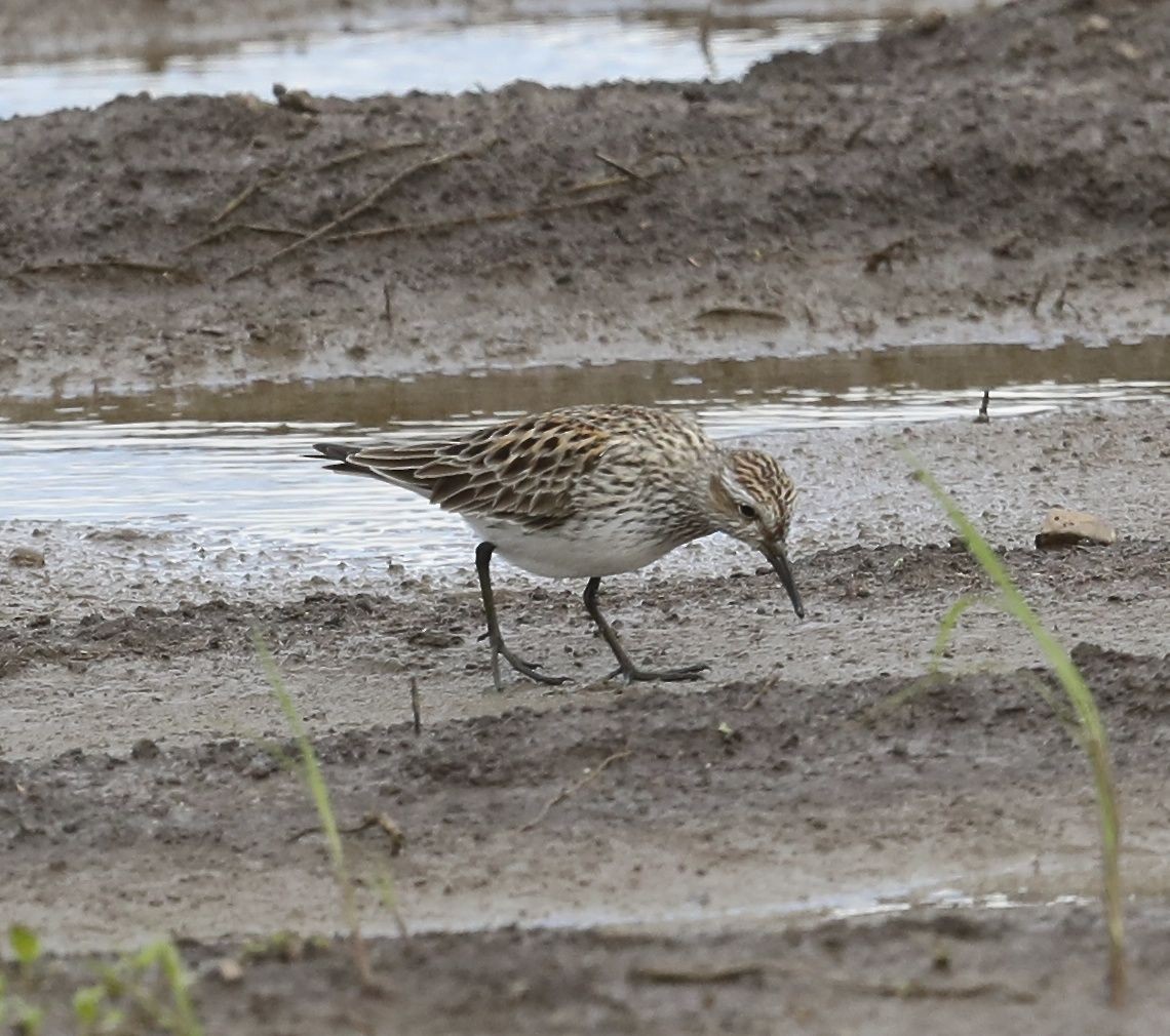 White-rumped Sandpiper - Charles Lyon