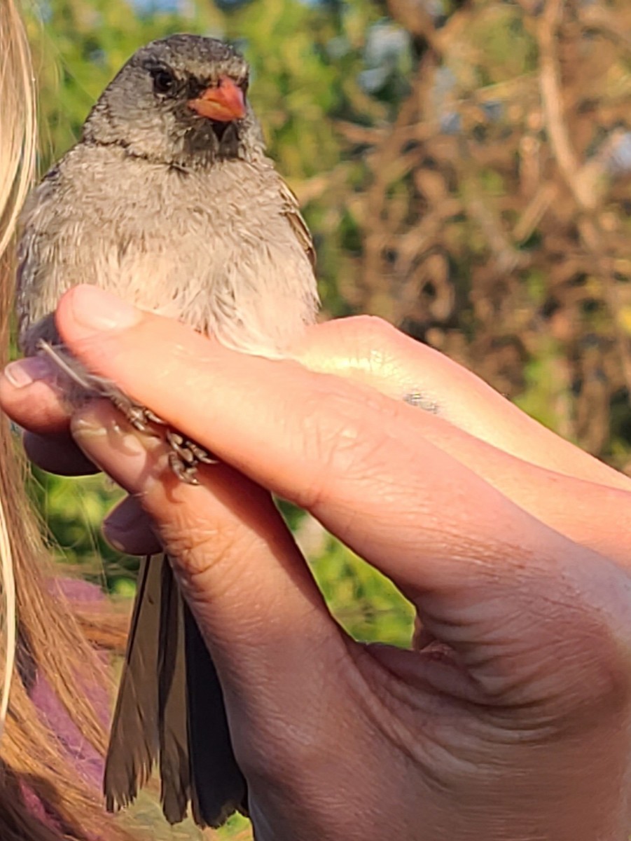 Black-chinned Sparrow - ML566181201