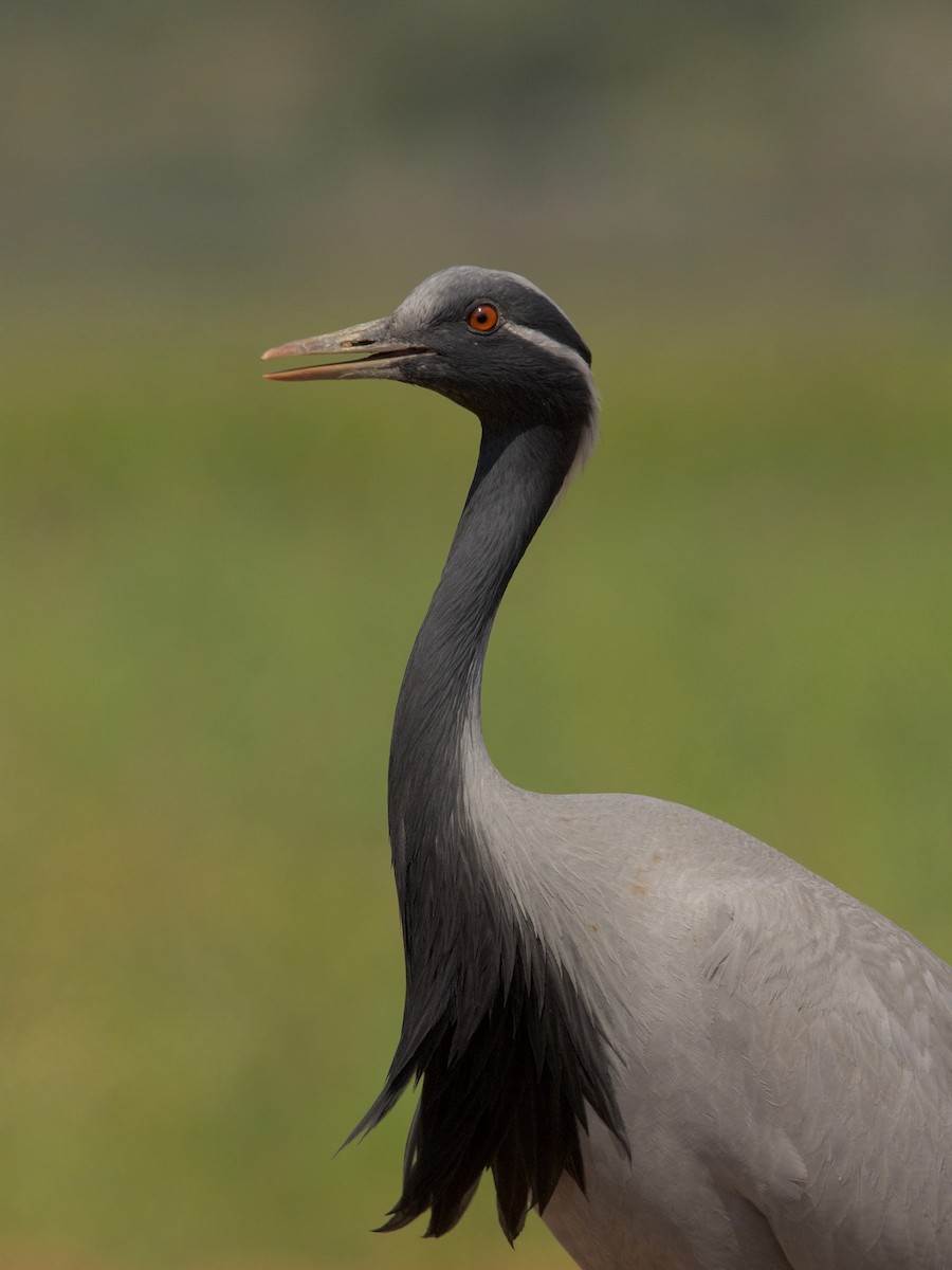 Demoiselle Crane - ML566181831