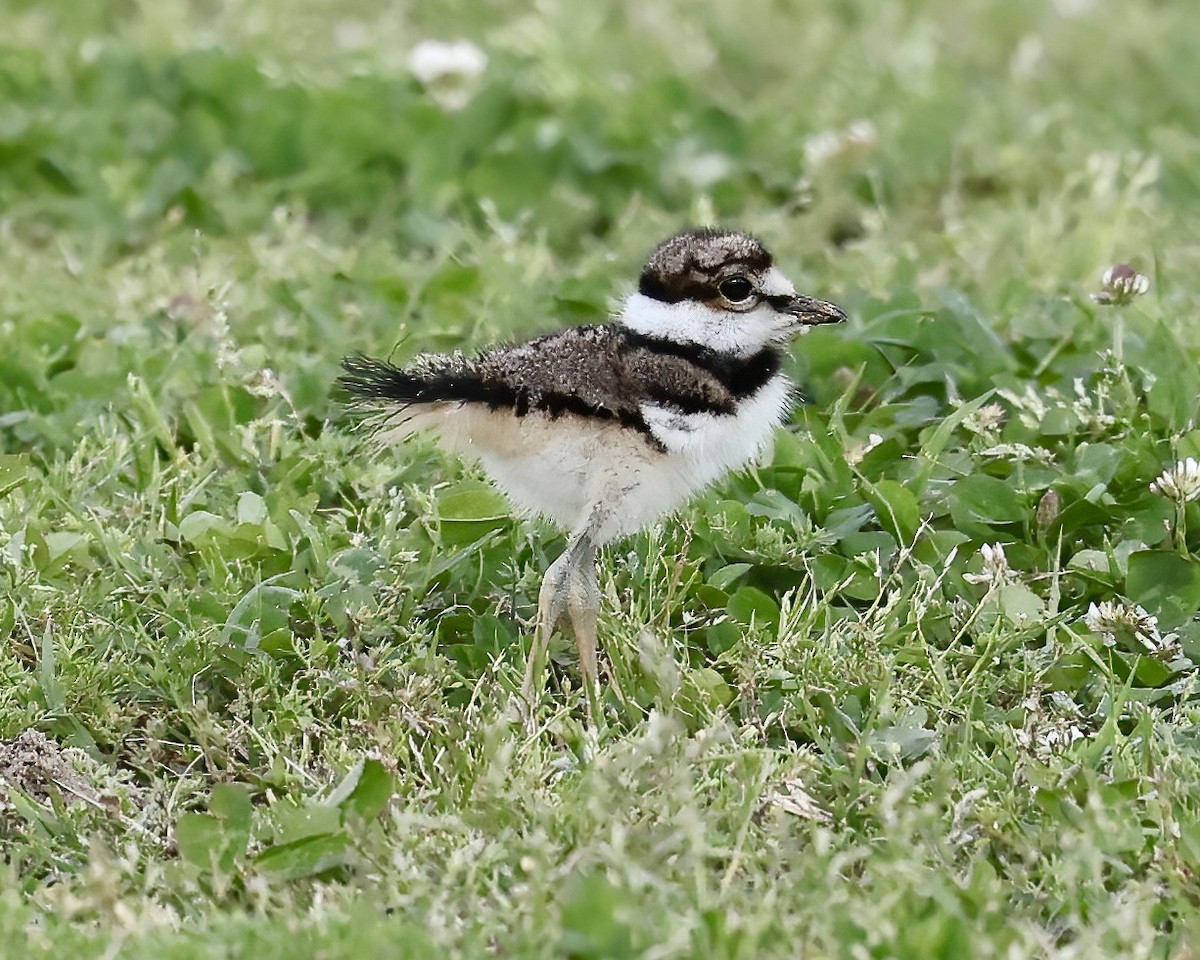 Killdeer - ML566182041