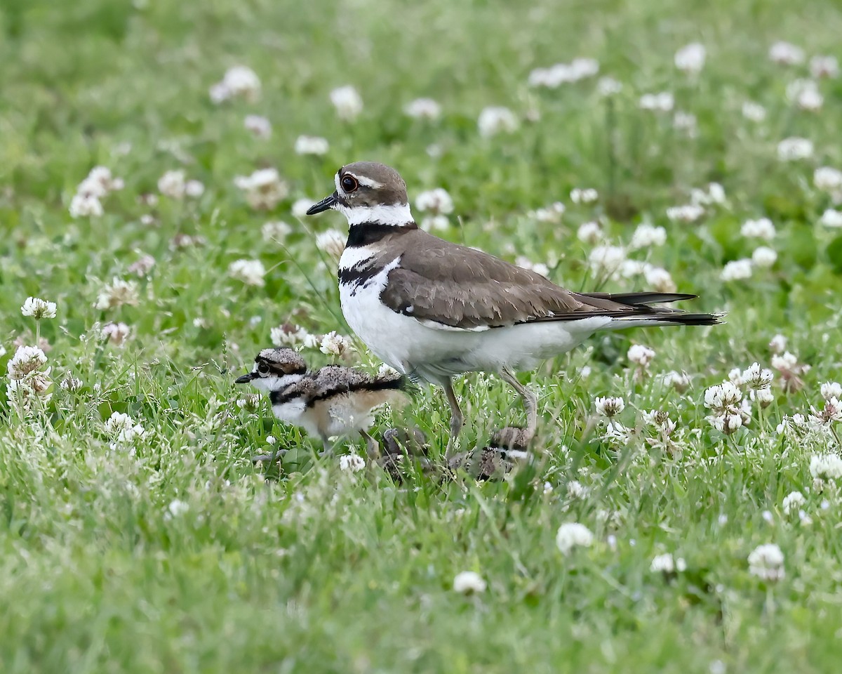 Killdeer - ML566182051