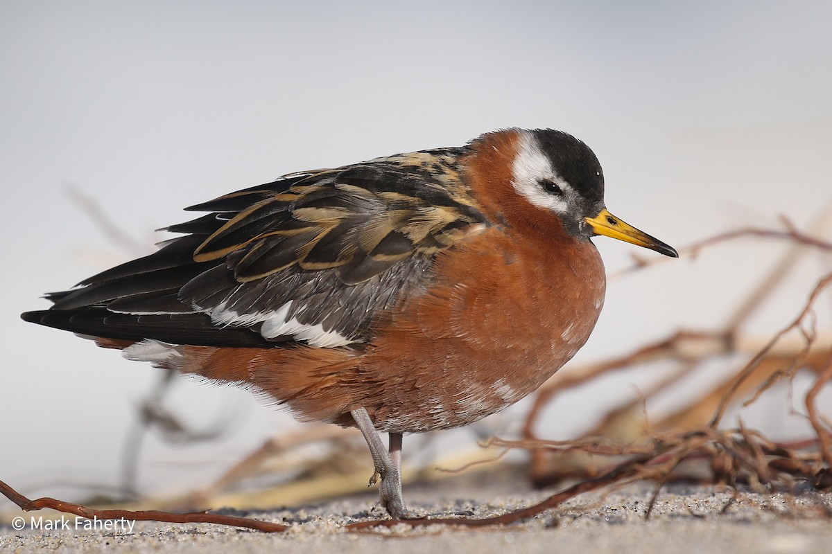 Red Phalarope - Mark Faherty