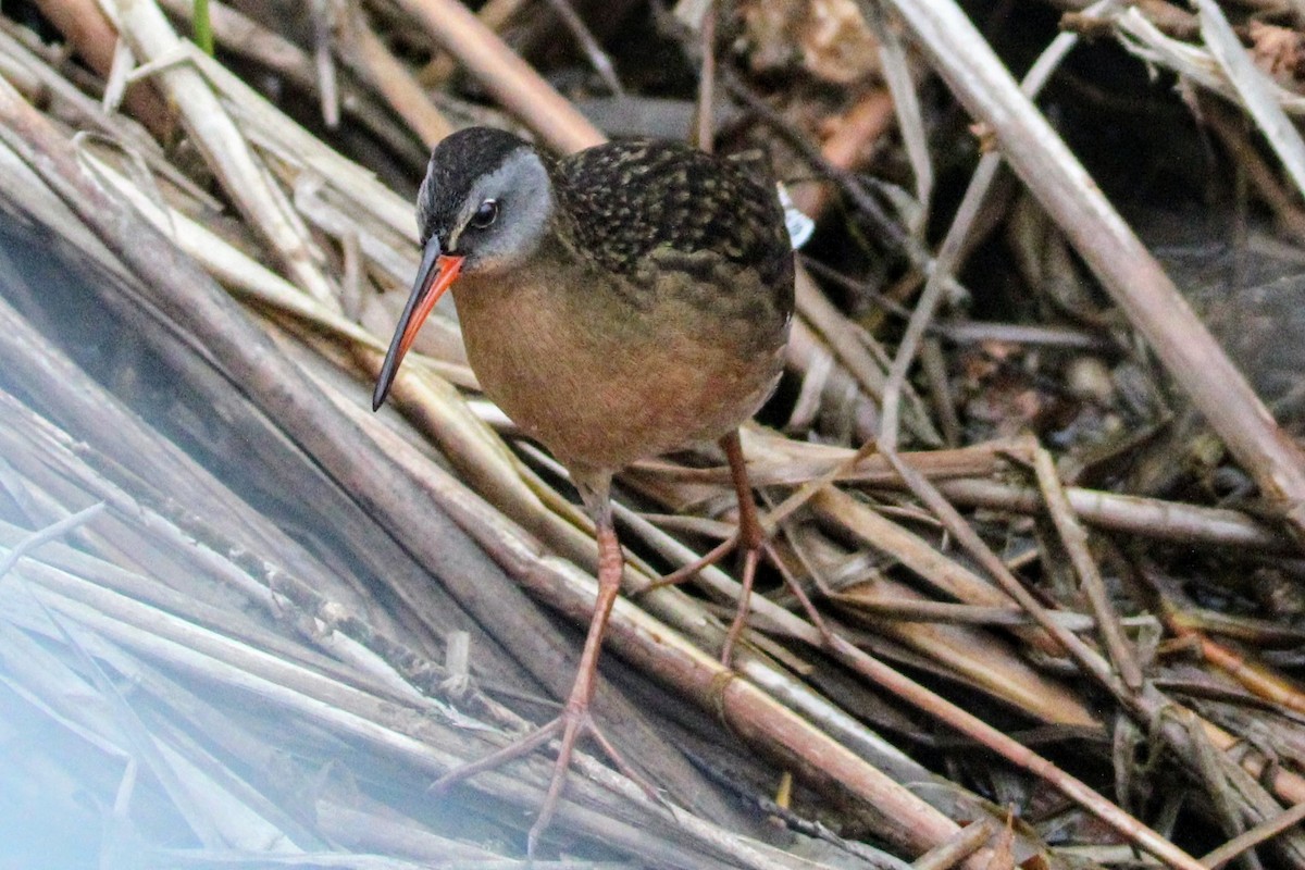 Virginia Rail - ML566182321