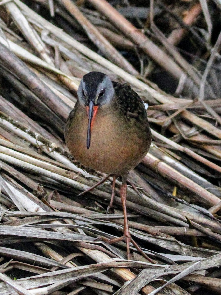 Virginia Rail - ML566182331