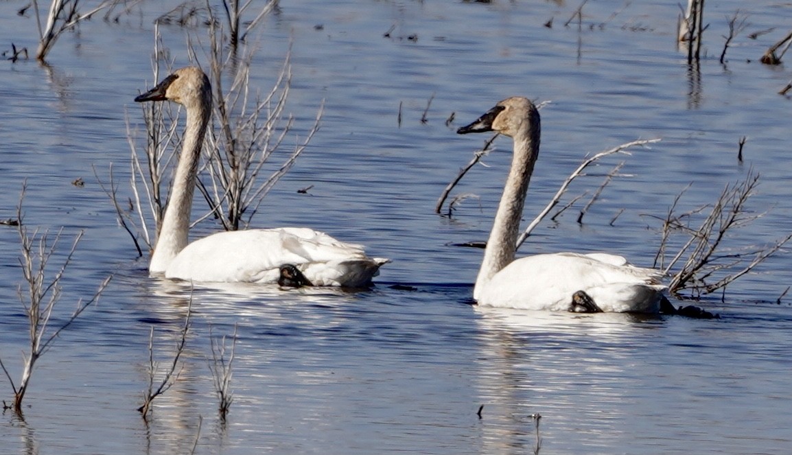 Trumpeter Swan - ML566182411