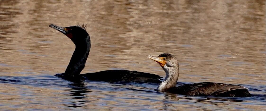 Double-crested Cormorant - ML566183071