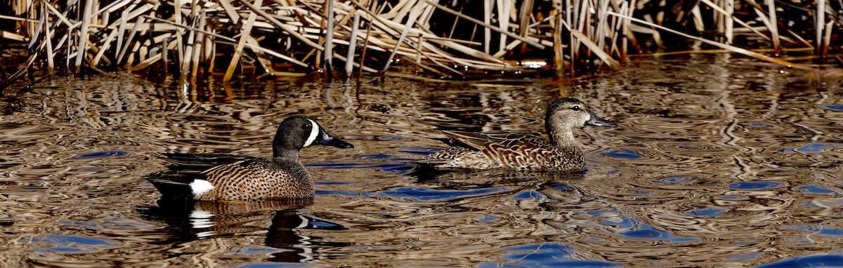Blue-winged Teal - ML566184141