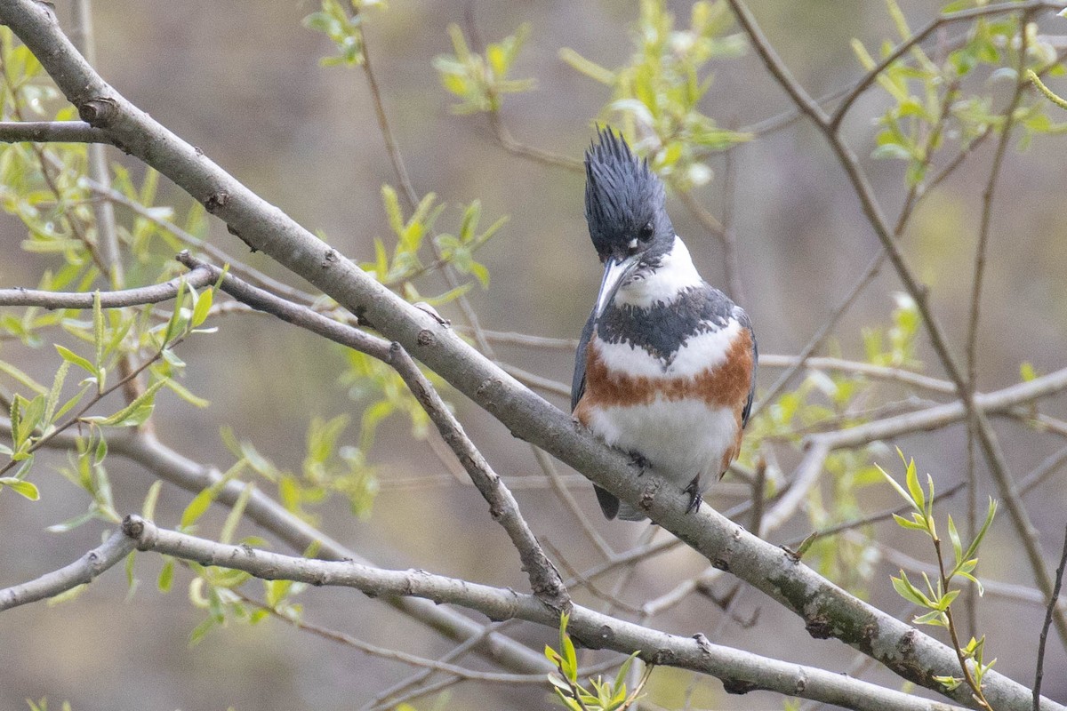 Belted Kingfisher - Christine Mason