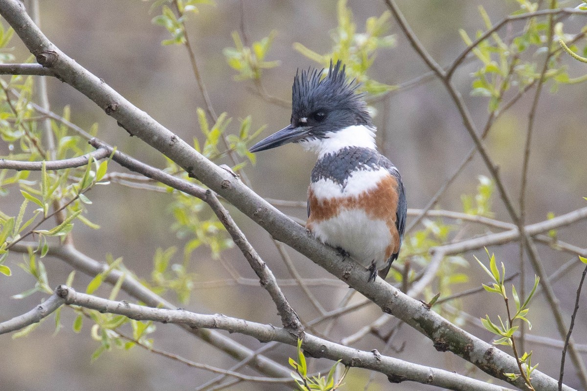 Belted Kingfisher - Christine Mason