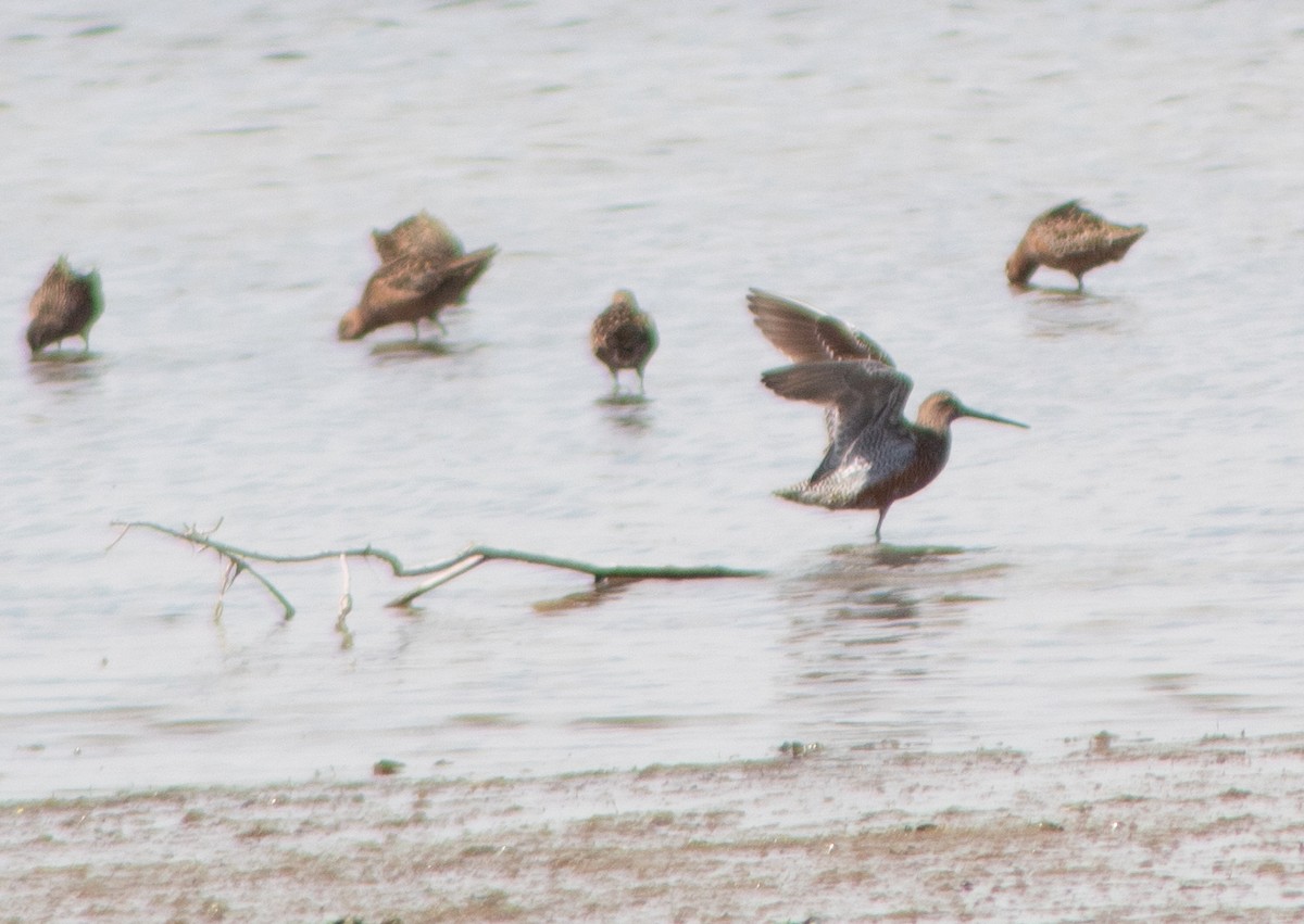 Long-billed Dowitcher - ML566186371