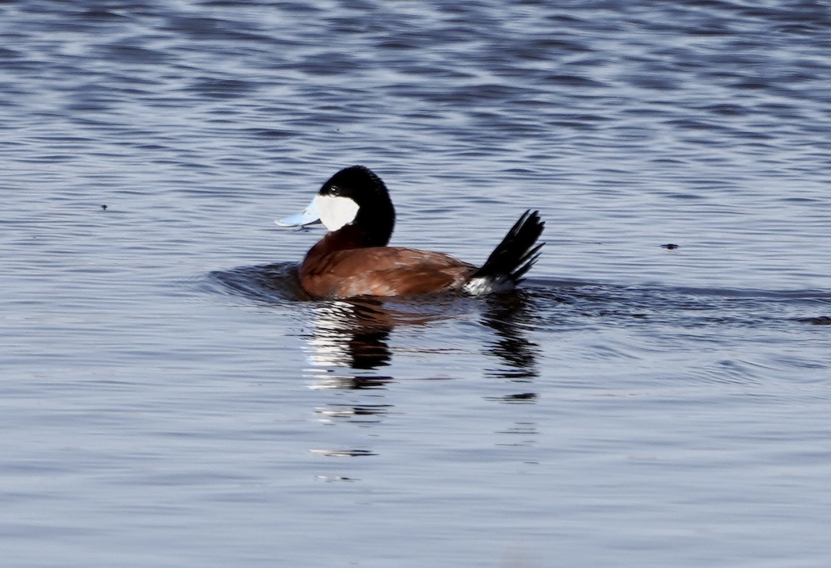 Ruddy Duck - ML566186441