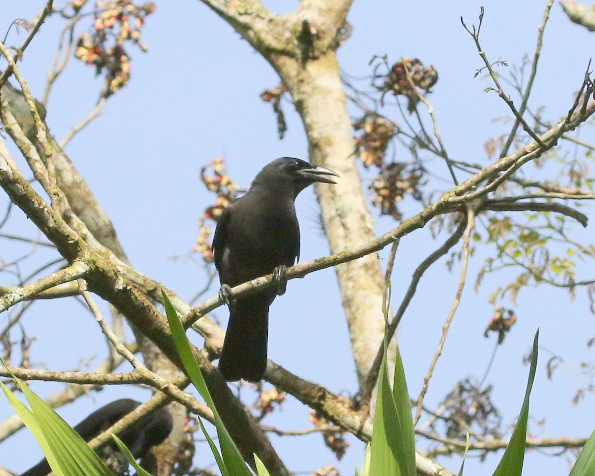 Corneille de Jamaïque - ML566186691