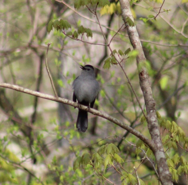 Pájaro Gato Gris - ML566188831