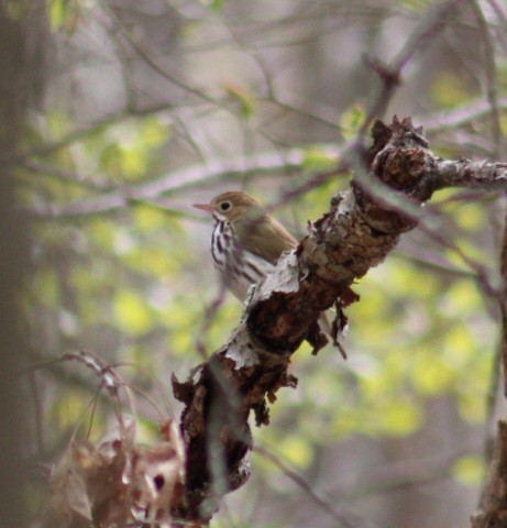 Ovenbird - Tyler Ekholm